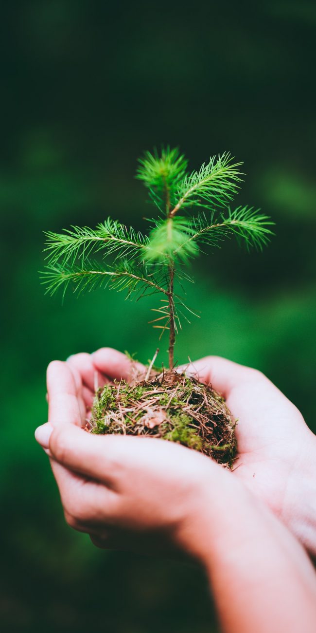 Female hand holding sprout wilde pine tree in nature green forest. Earth Day save environment